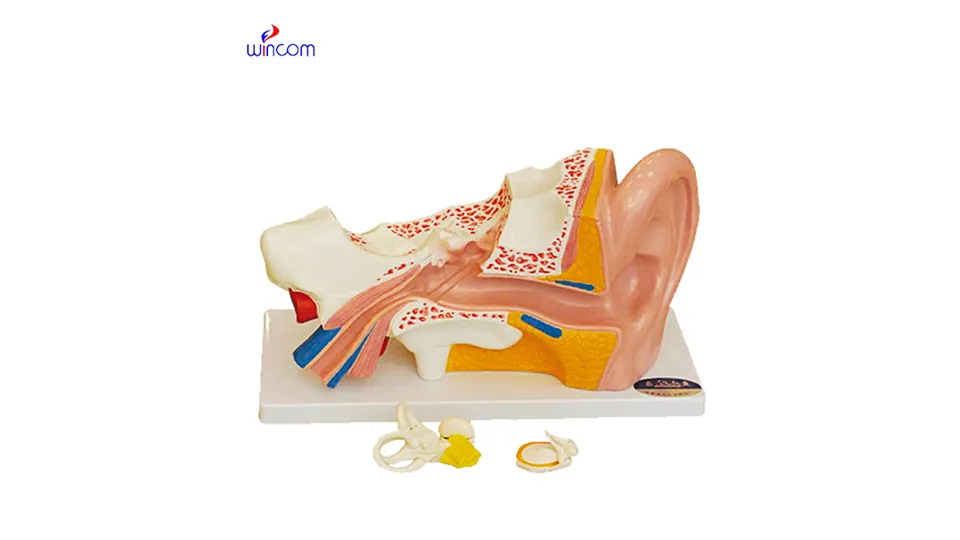 แบบจำลองสามมิติทางการแพทย์